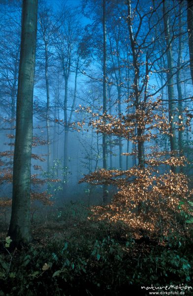 Wald im Morgennebel, blauer Himmel, Sonne bricht durch, Hoher Hagen bei Dransfeld, Hoher Hagen, Deutschland