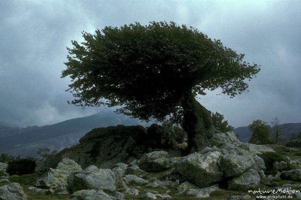 Steineiche, Quercus ilex, Fagaceae, Windform, Windflüchter, Col de St.Pierre, GR 20, Windform, Korsika, Frankreich