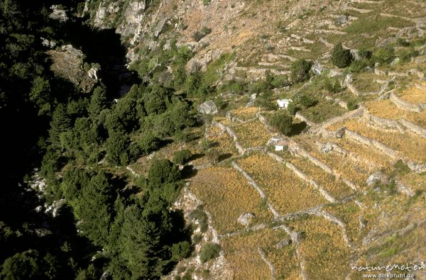 alte Terrassen zum Ackerbau, Tavignano-Tal, Korsika, Frankreich