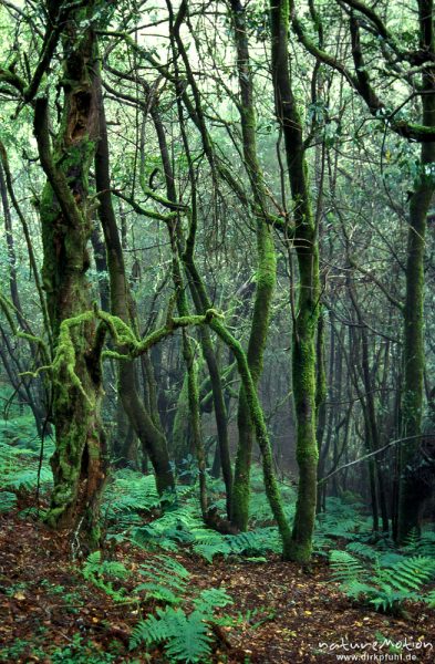 Nebelwald, flechtenbewachsene Bäume, Gomera, Spanien