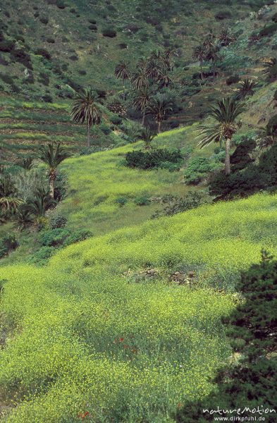 blühende Bergwiesen auf brachliegenden Terrassen, Palmen, Valhermoso, Gomera, Spanien