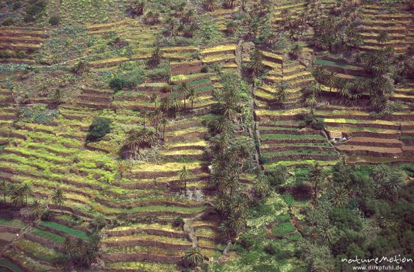 Terrassen am Berghang, Valle Gran Rey, Gomera, Spanien