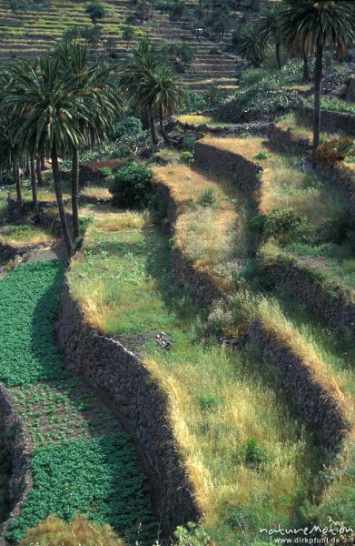 Terrassen und Palmen, Abendlicht, Valle Gran Rey, Gomera, Spanien