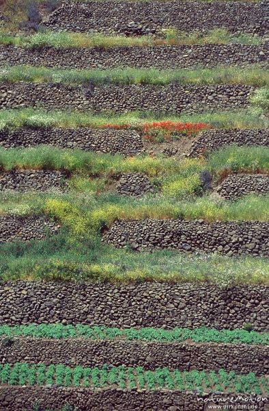 Basaltmauern, Terrassen am Berghang, Valle Gran Rey, Gomera, Spanien