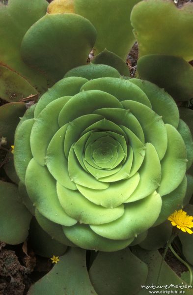 Hauswurz (?), Blattrosette in Aufsicht, Gomera, Spanien