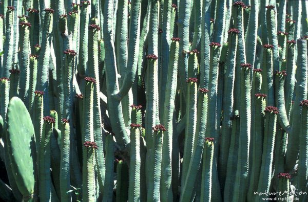 Kanaren-Wolfsmilch, Euphorbia canariensis, blühende Pflanzen in Reih und Glied, Valle Gran Rey, Gomera, Spanien
