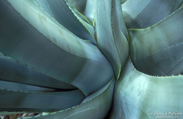 Amerikanische Agave, Agave americana,  Blätter, Gomera, Spanien