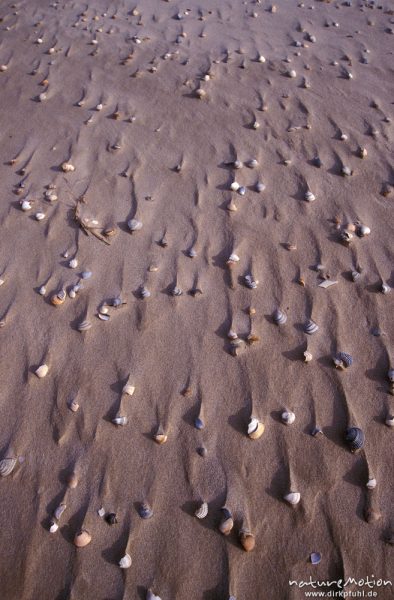 Muscheln auf Sandstrand, verwehter Sand, Linien, Watt, Spiekeroog, Deutschland