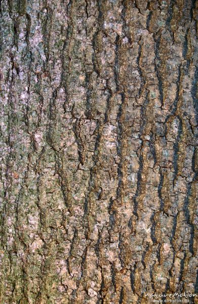 Esche, Fraxinus excelsior, Oleaceae, Borke, Göttingen, Deutschland