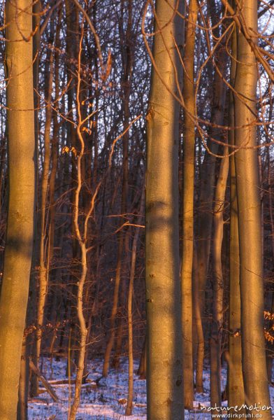 Rot-Buche, Fagus sylvatica, Fagaceae, Stämme im Licht der untergehenden Sonne, Sengerfeld, Göttingen, Deutschland