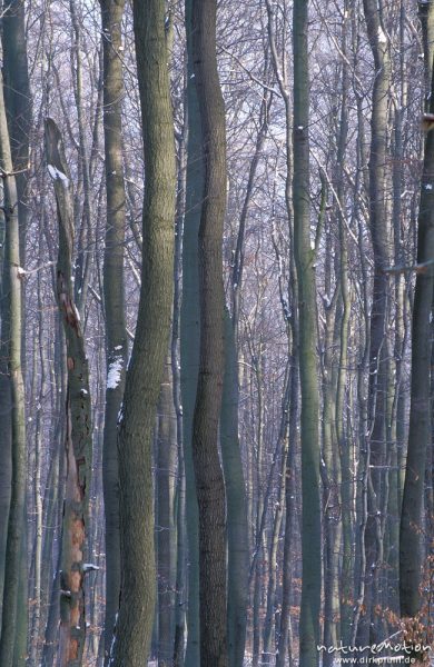 Buchenstämme und -Zweige, von Raureif umhüllt, Wald bei Nikolausberg, Göttingen, Deutschland