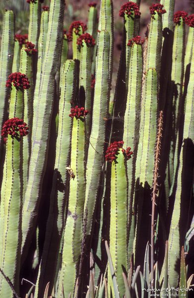Kanaren-Wolfsmilch, Euphorbia canariensis, an Felshang, Rote Blüten, Valle Gran Rey, Gomera, Spanien