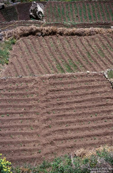 Acker mit frisch angelegten, parallelen Furchen, Erde, Gomera, Spanien