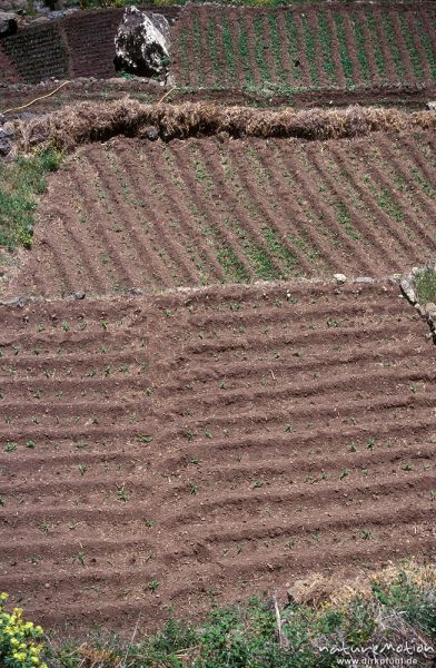 Acker mit frisch angelegten, parallelen Furchen, Erde, Gomera, Spanien