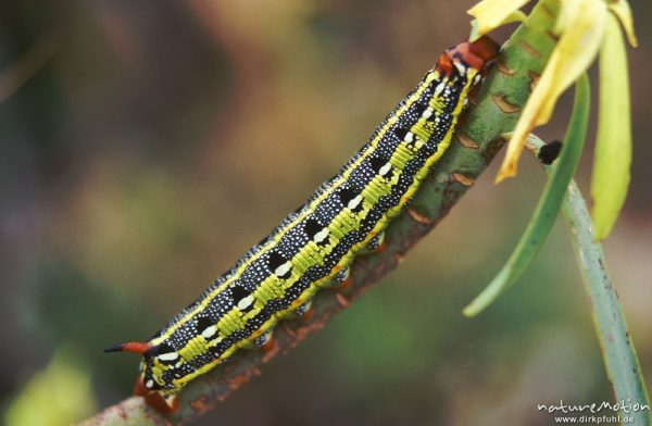 Kanaren-Wolfsmilchschwärmer, Hyles tithymali,  Schmetterlingsraupe, Gomera, Spanien