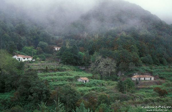 El Cedro im Nebel, Gomera, Spanien