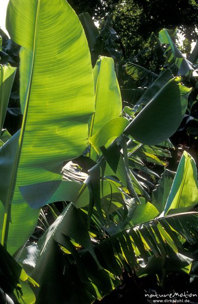 Banane, Dessertbanane, Musa × paradisiaca, Musaceae, Bananenblätter im Gegenlicht, Valle Gran Rey, Calera, Gomera, Spanien