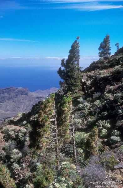 Kanaren-Kiefer, Pinus canariensis, Pinaceae, Kiefern mit nur zu einer Seite gewachsenen Ästen, Küste, Gomera, Spanien