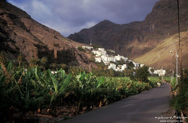 Häuser am Hang vor Bananen-Plantage, Calera, Valle Gran Rey, Gomera, Spanien