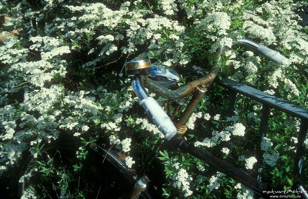 Fahrrad steht an blühender Hecke, Bremen, Deutschland