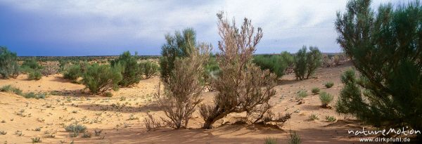 Saxaul, Haloxylon ammodendron, Anabasis ammodendron, Amaranthaceae, "Wald" bei Bayanzag, Bayanzag, Mongolei