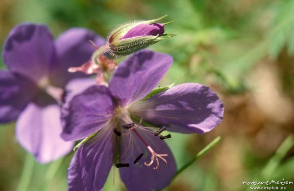 Wiesen-Storchschnabel, Geranium pratense, Geraniaceae, (?), Blüten, Chowsgöl Nuur, Mongolei