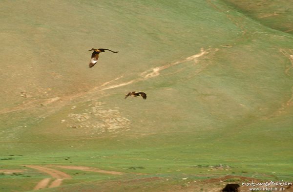 Steppenadler, Aquila nipalensis, Accipitridae (?), zwei Greifvögel im Flug über die Steppe, Changai, Mongolei