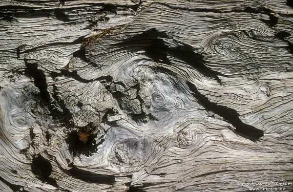 Holzmaserung, trockener Baumstamm am Ufer des Chowsgöl Nuur, Chowsgöl Nuur, Mongolei