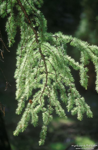 Lärche, Larix spec. (möglicherweise Sibirische Lärche, Larix sibirica), Pinaceae, Zweig mit Nadeln, Chowsgöl Nuur, Mongolei