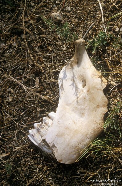 Hauspferd, Equus caballus, Equidae, Teil eines Unterkiefers auf dem Steppenboden, Chowsgöl Nuur, Mongolei