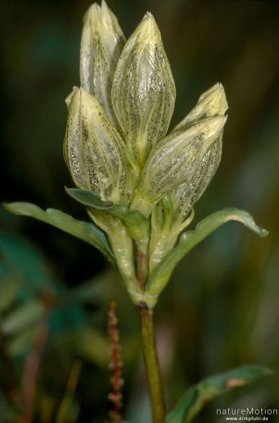Whitish Gentian, Gentiana algida, 	Enziangewächse (Gentianaceae), Blüte, Chowsgöl Nuur, Mongolei