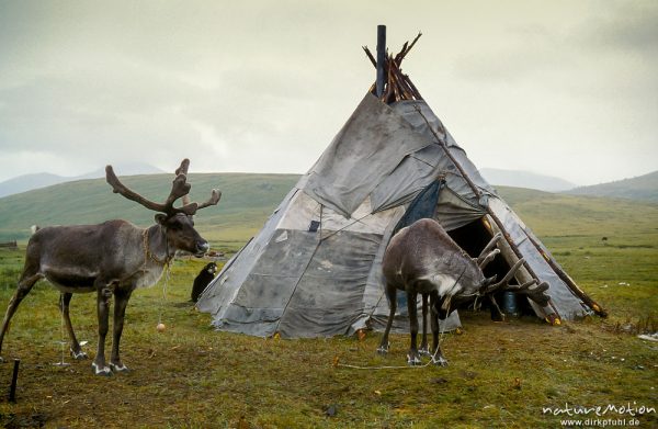 Lager einer Tsaatan-Familie mit Zelt und Rentieren (Rangifer tarandus), Chowsgöl Nuur, Mongolei