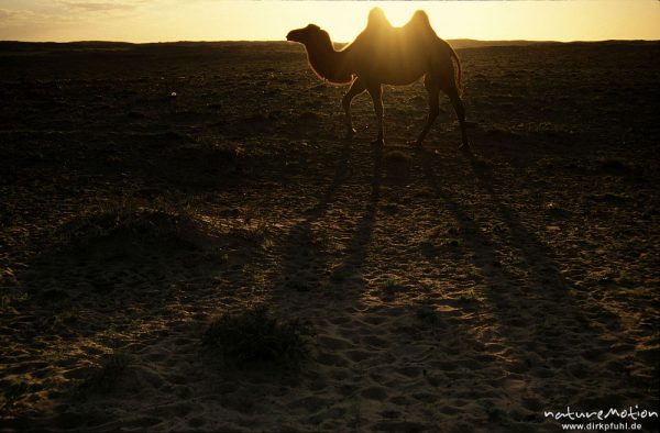 Trampeltier, Zweihöckriges Kamel, Camelus bactrianus, Camelidae, Tier im Gegenlicht der Morgensonne, Wüste Gobi, Mongolei