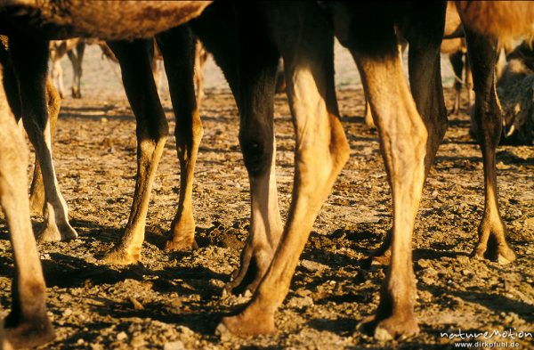 Trampeltier, Zweihöckriges Kamel, Camelus bactrianus, Camelidae, Beine einer kleinen Kamelherde, Wüste Gobi, Mongolei