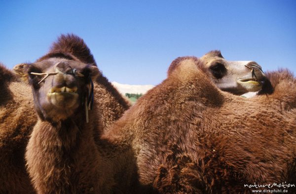 Trampeltier, Zweihöckriges Kamel, Camelus bactrianus, Camelidae, zwei frei weidende Tiere vor den Dünen von Chongorin Els, Wüste Gobi, Mongolei