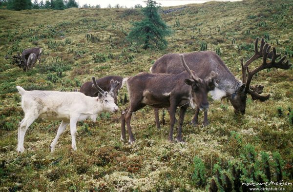 Rentier, Rangifer tarandus, Cervidae, weidende Tiere, Rentierflechte, Chowsgöl Nuur, Mongolei