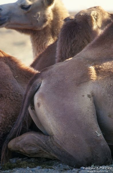 Trampeltier, Zweihöckriges Kamel, Camelus bactrianus, Camelidae, mehrere Tiere liegen nebeneinander, Wüste Gobi, Mongolei