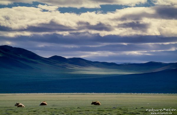 liegende Kühe, Steppe mit Höhenzügen, bewölkter Himmel, Changai, Mongolei