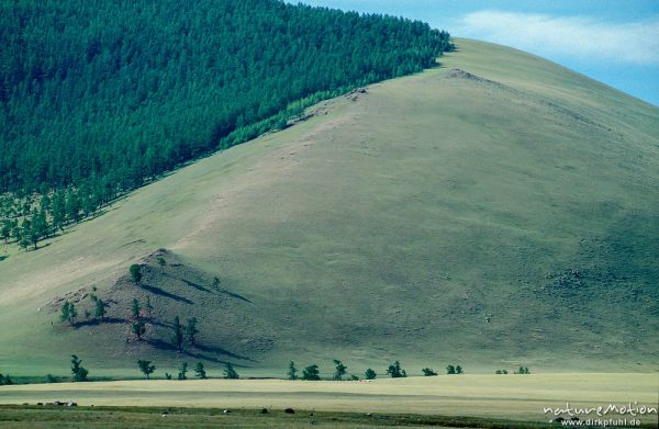 mit Lerchen bewachsener Südhang eines Höhenzuges, typische scharfe Baumgrenze, Changai, Mongolei