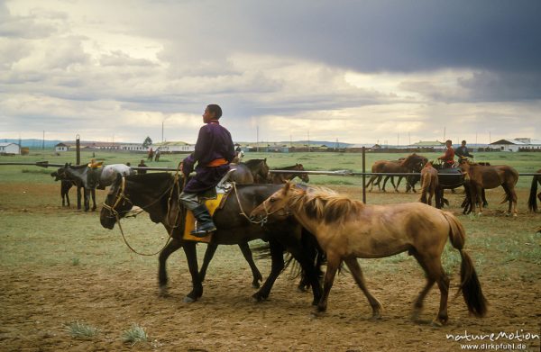 Pferde beim auslaufen nach dem Rennen, Changai, Mongolei