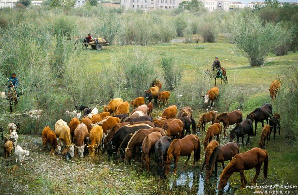 Pferdeherde, Viehtrieb am Stadtrand von Ulaan Bataar, Ulaanbaatar – Ulan Bator, Mongolei