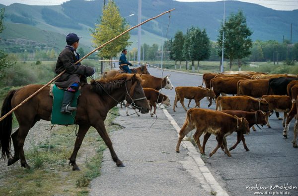 zwei Reiter treiben eine Herde Kühe über eine Straße, Vorort von Ulaanbaatar, Ulaanbaatar - Ulan Bator, Mongolei