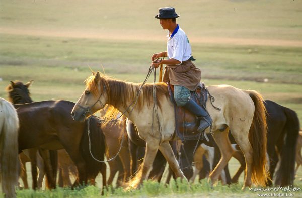 Nomade beim hüten einer Pferdeherde, Wüste Gobi, Mongolei