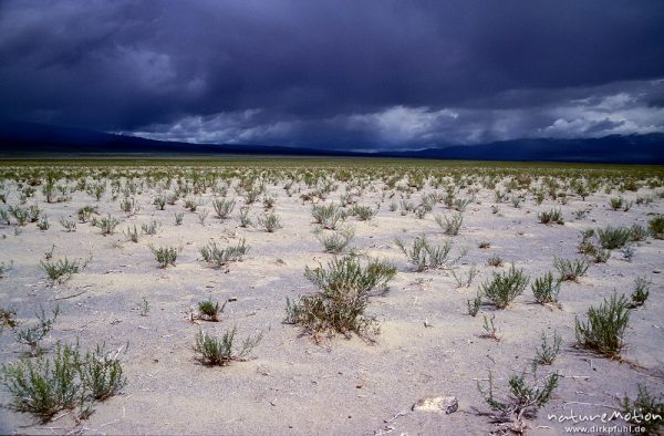 Regen über der Steppe, karge Halbwüste, Nord-West-Gobi, Wüste Gobi, Mongolei
