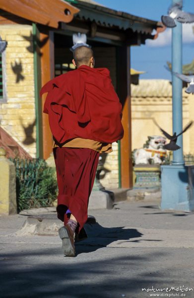 rennender Mönch, davonfliegende Tauben, Gandan-Kloster, Ulaanbaatar - Ulan Bator, Mongolei