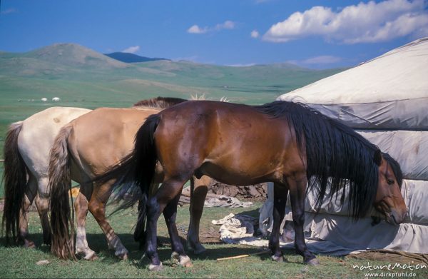 Pferde vor Jurte, Mongolei, , Mongolei