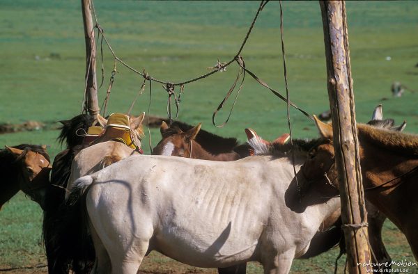 angebundene Pferde, Changai, Mongolei