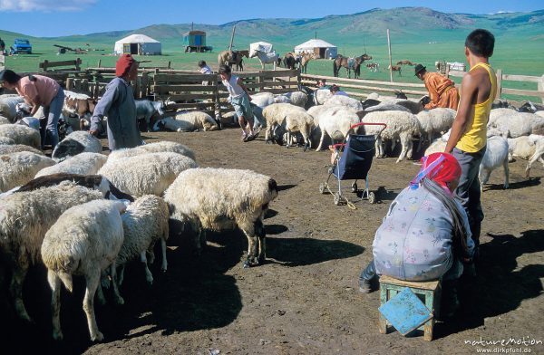 Nomaden beim Melken von Schafen in abgezäuntem Areal, Changai, Mongolei