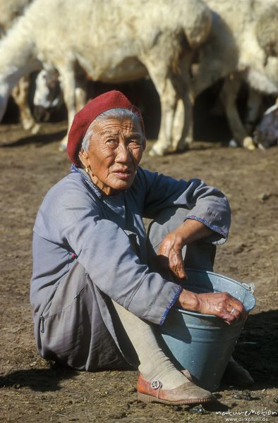 alte Frau mit Melkeimer, am Boden sitzend, Changai, Mongolei
