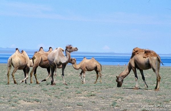 Trampeltier, Zweihöckriges Kamel, Camelus bactrianus, Camelidae, Kamele beim grasen, Mongol Els, Mongol Els, Mongolei
